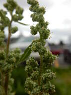 Image of pitseed goosefoot