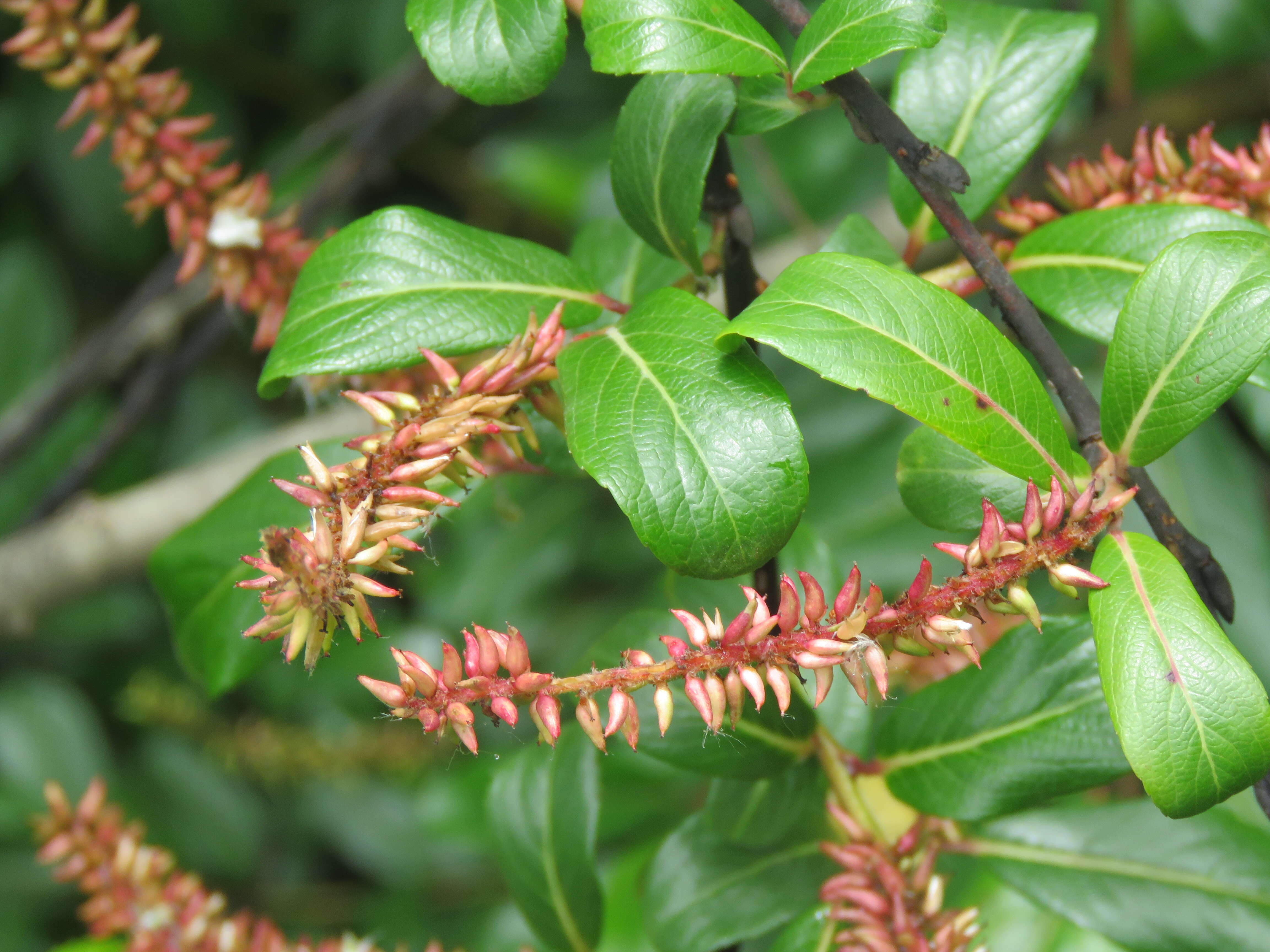 Image of Salix denticulata Andersson