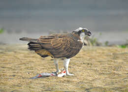 Image of ospreys