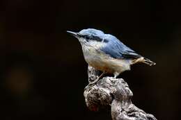 Image of Eurasian Nuthatch