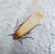 Image of buff footman