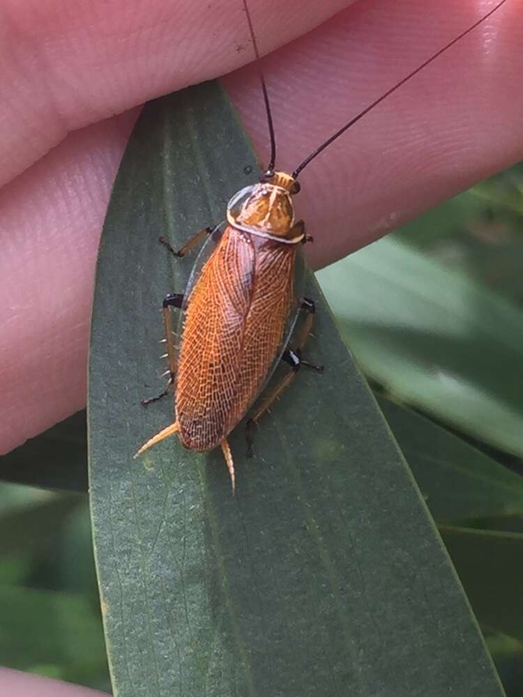 Image of Balta cockroach