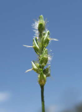 Image of Thyridolepis mitchelliana (Nees) S. T. Blake