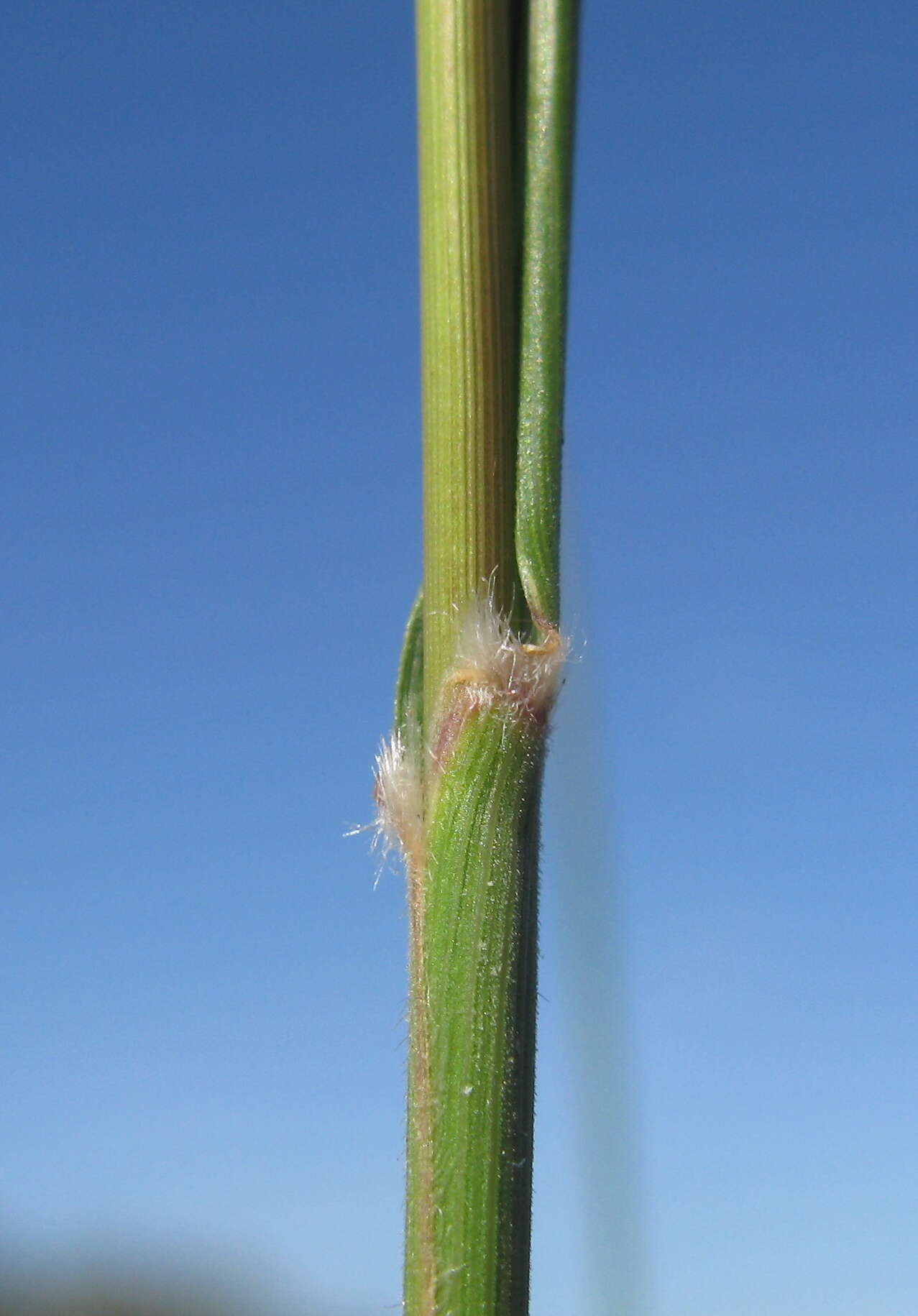 Image of Austrostipa nodosa (S. T. Blake) S. W. L. Jacobs & J. Everett