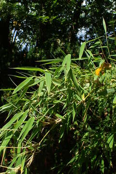 Image of umbrella bamboo