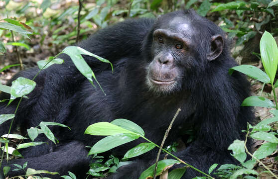 Image of Eastern Chimpanzee