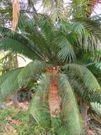 Imagem de Cycas thouarsii R. Br. ex Gaudich.