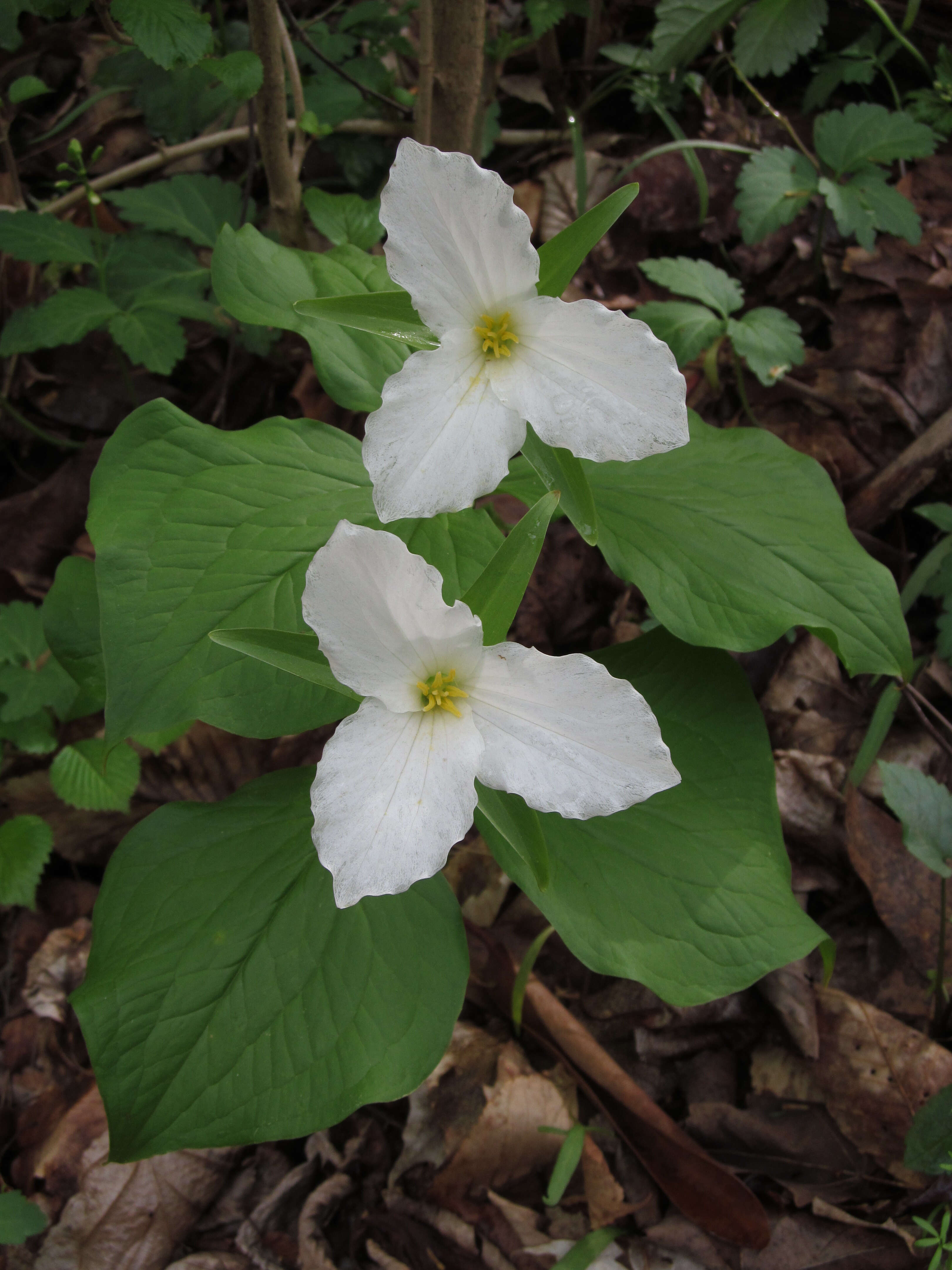 Image of White trillium