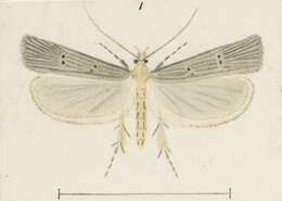 Image of Anisoplaca ptyoptera Meyrick 1886