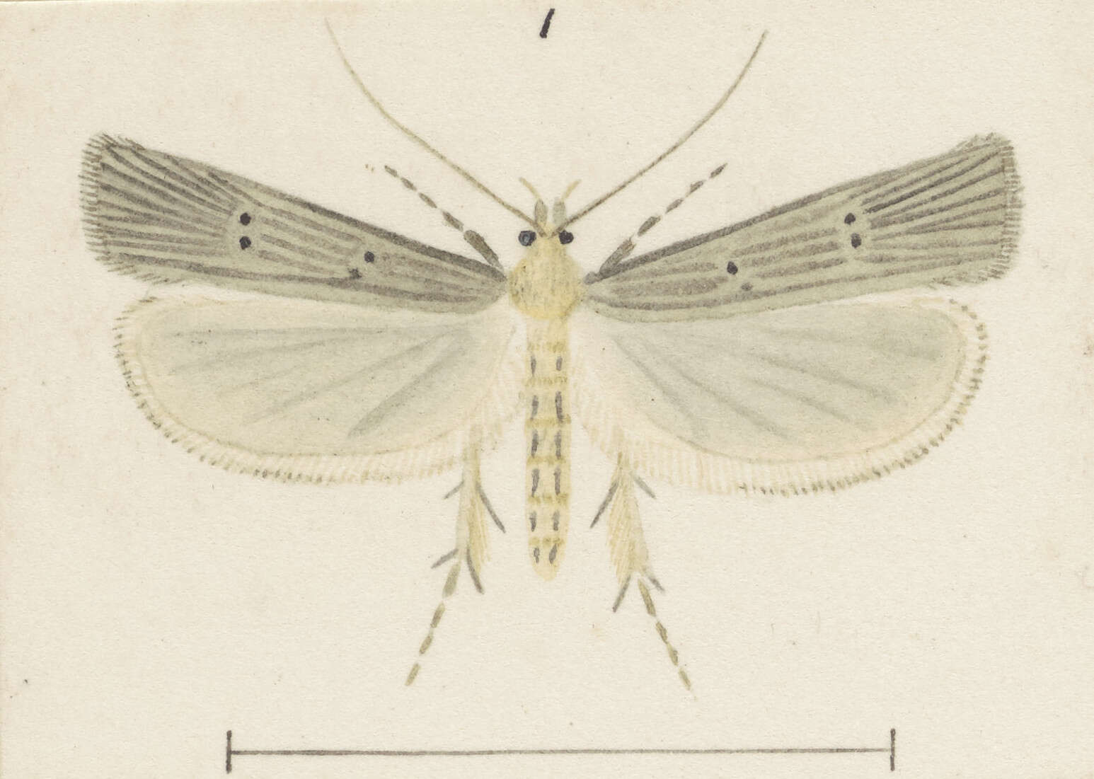 Image of Anisoplaca ptyoptera Meyrick 1886