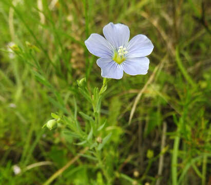 Image of meadow flax