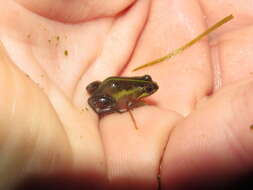 Image of Cape Flats Frog