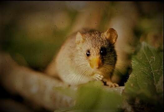 Image of South American rats and mice