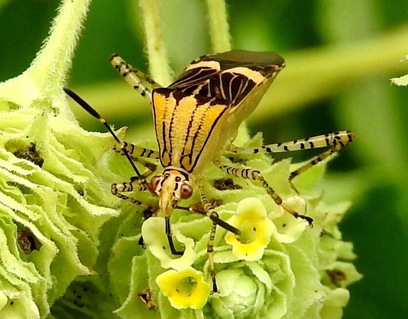 Hypselonotus lineatus Stål 1862的圖片