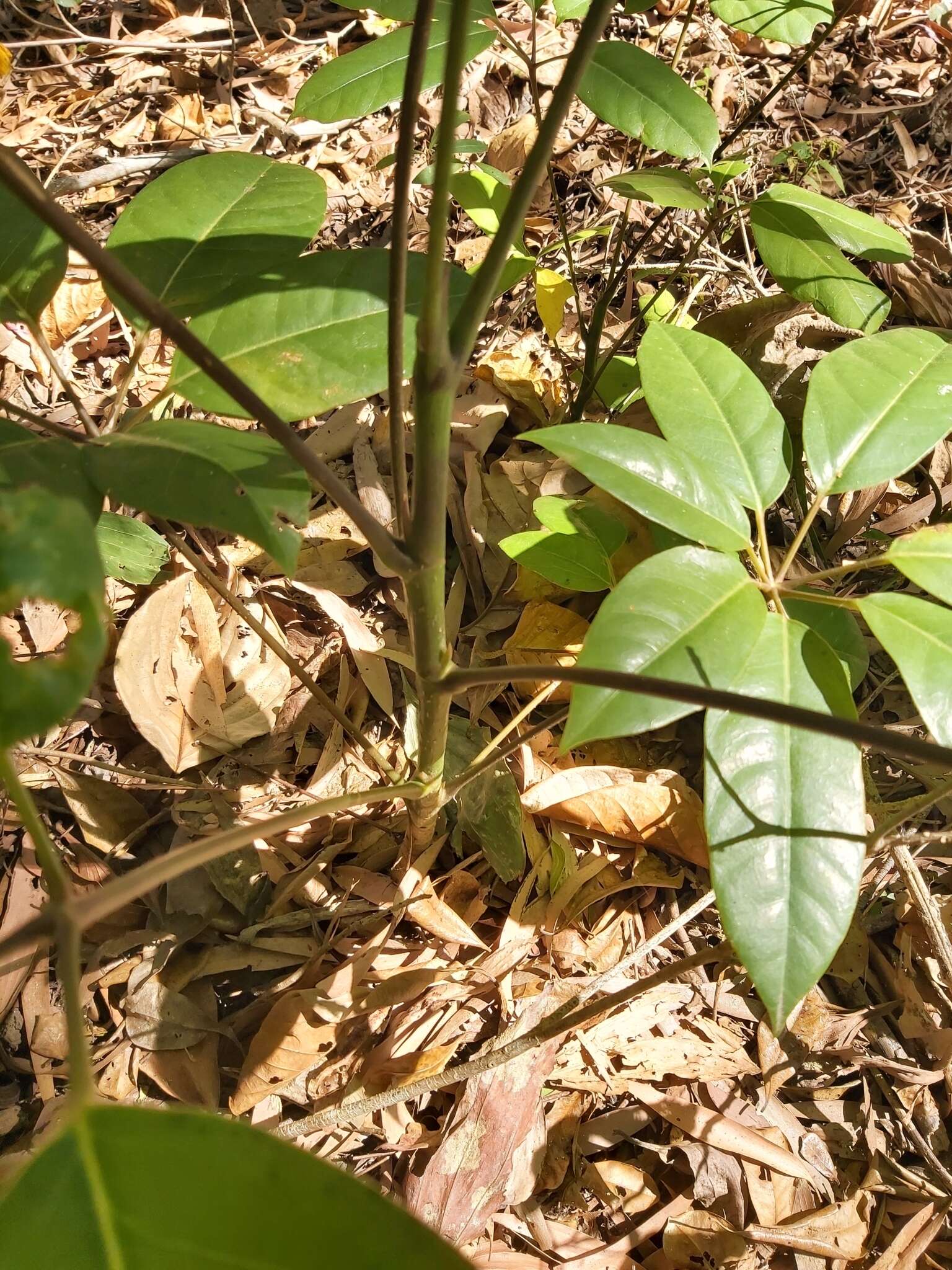 Image of Heptapleurum actinophyllum