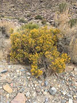 Image of green rabbitbrush