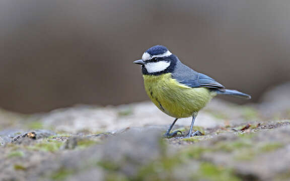 Image of African Blue Tit