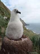 Image de Albatros de Carter