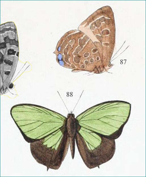 Image of Arhopala aurea (Hewitson 1862)