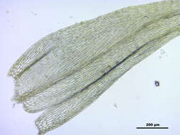 صورة Brachythecium salebrosum W. P. Schimper ex B. S. G. 1853