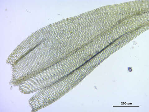 Image of brachythecium moss