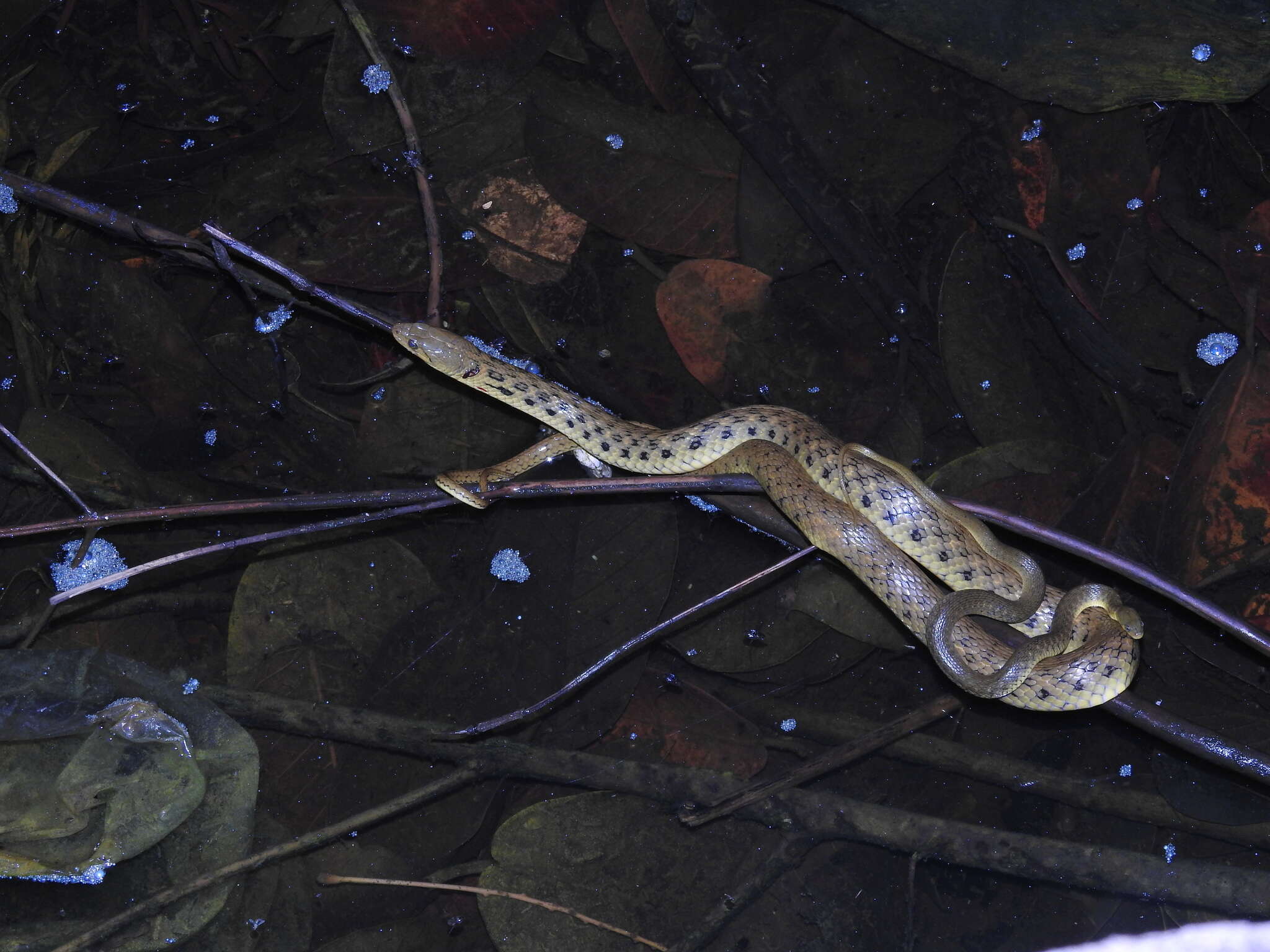 Image of Checkered Keelback Snake