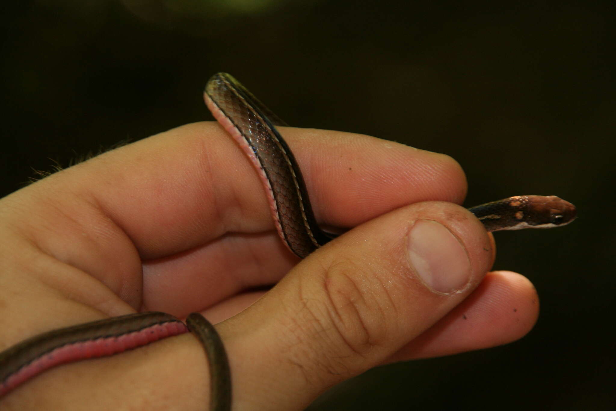 Image of Liopholidophis Mocquard 1904