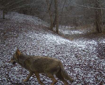 Image of Steppe Wolf