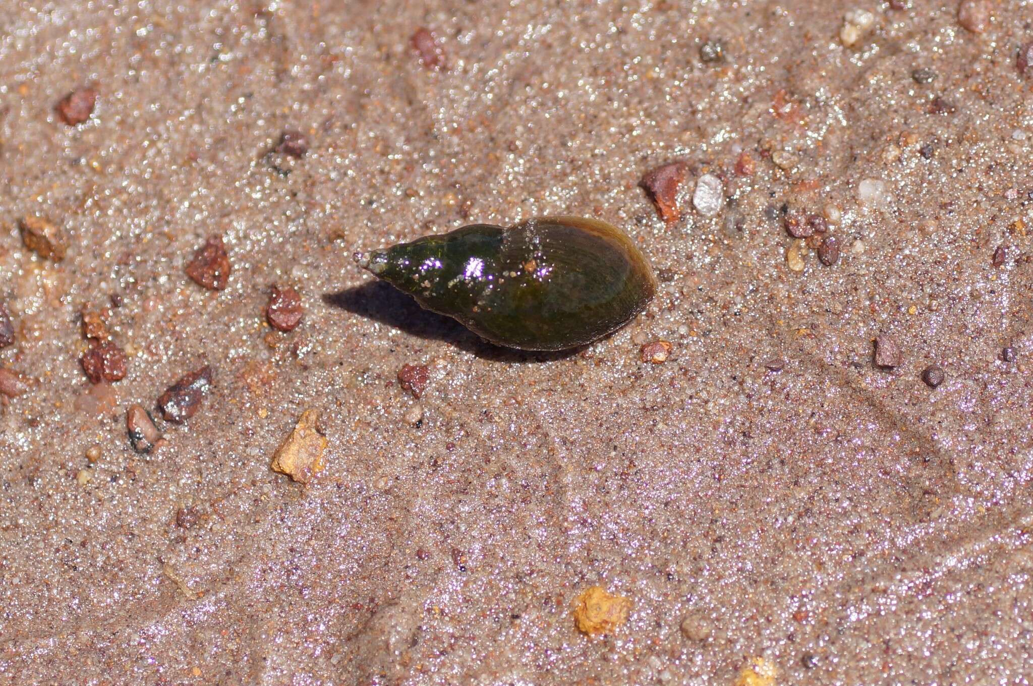 Glyptophysa novaehollandica (Bowdich 1822) resmi