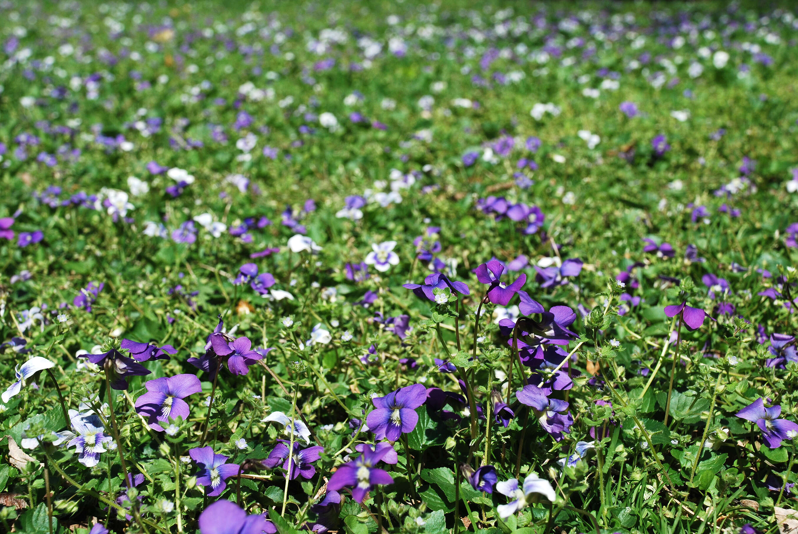 Image of common blue violet