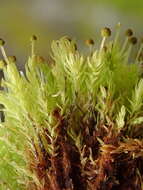 Image of aulacomnium moss