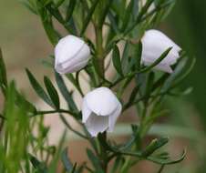 Image of Kalgan Boronia