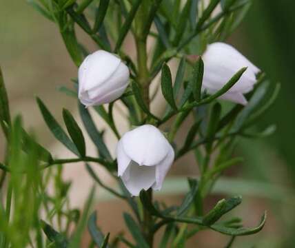 Image of Boronia heterophylla F. Müll.