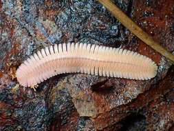 Image of Brachycybe lecontii Wood 1864