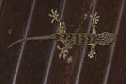 Gekko albofasciolatus (Günther 1867)的圖片