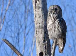 Image of Great Gray Owl