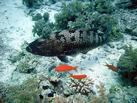 Image of Polkadot Cod