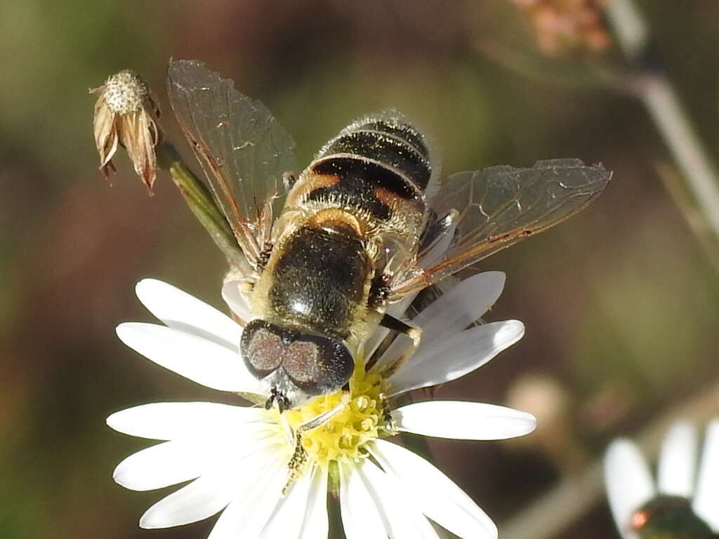 Image of Eristalis stipator Osten Sacken 1877