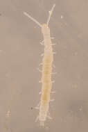 Image of Scolopendrellidae Newport 1844