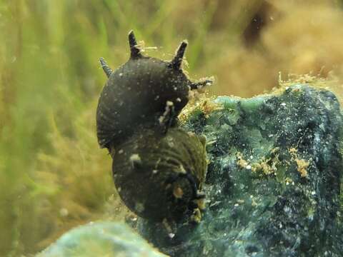 Image of horned nerite