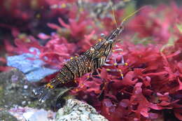 Image of Common prawn