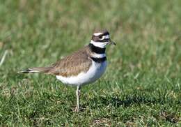 Image of Killdeer