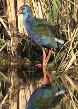 Image of African Swamphen