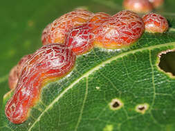 Image of gall midges and wood midges