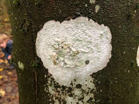 Image of blemished lichen