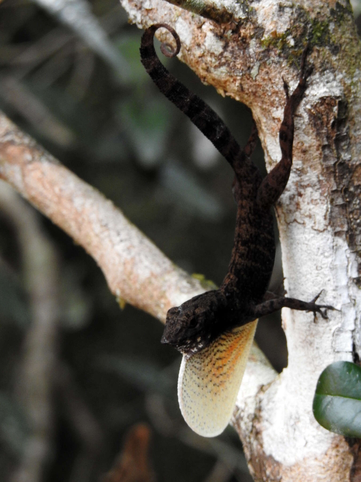 Image of Bueycito Anole