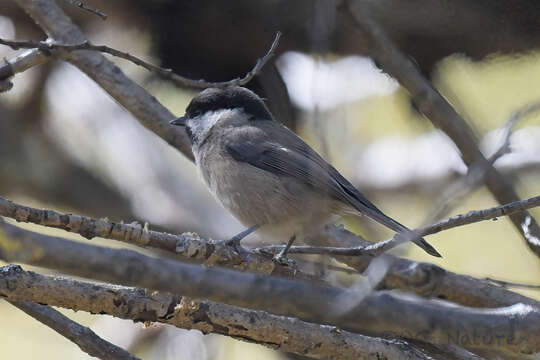 Plancia ëd Poecile weigoldicus (Kleinschmidt & O 1921)