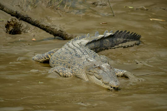 Image of Crocodilia