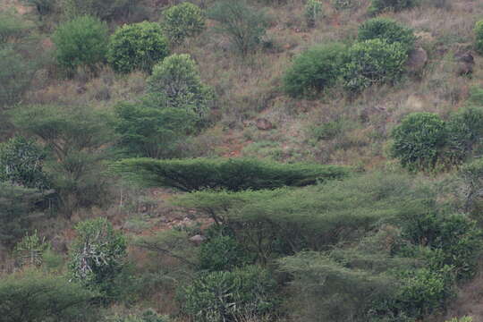 Plancia ëd Vachellia planifrons (J. König ex Wight & Arn.) Ragup., Seigler, Ebinger & Maslin