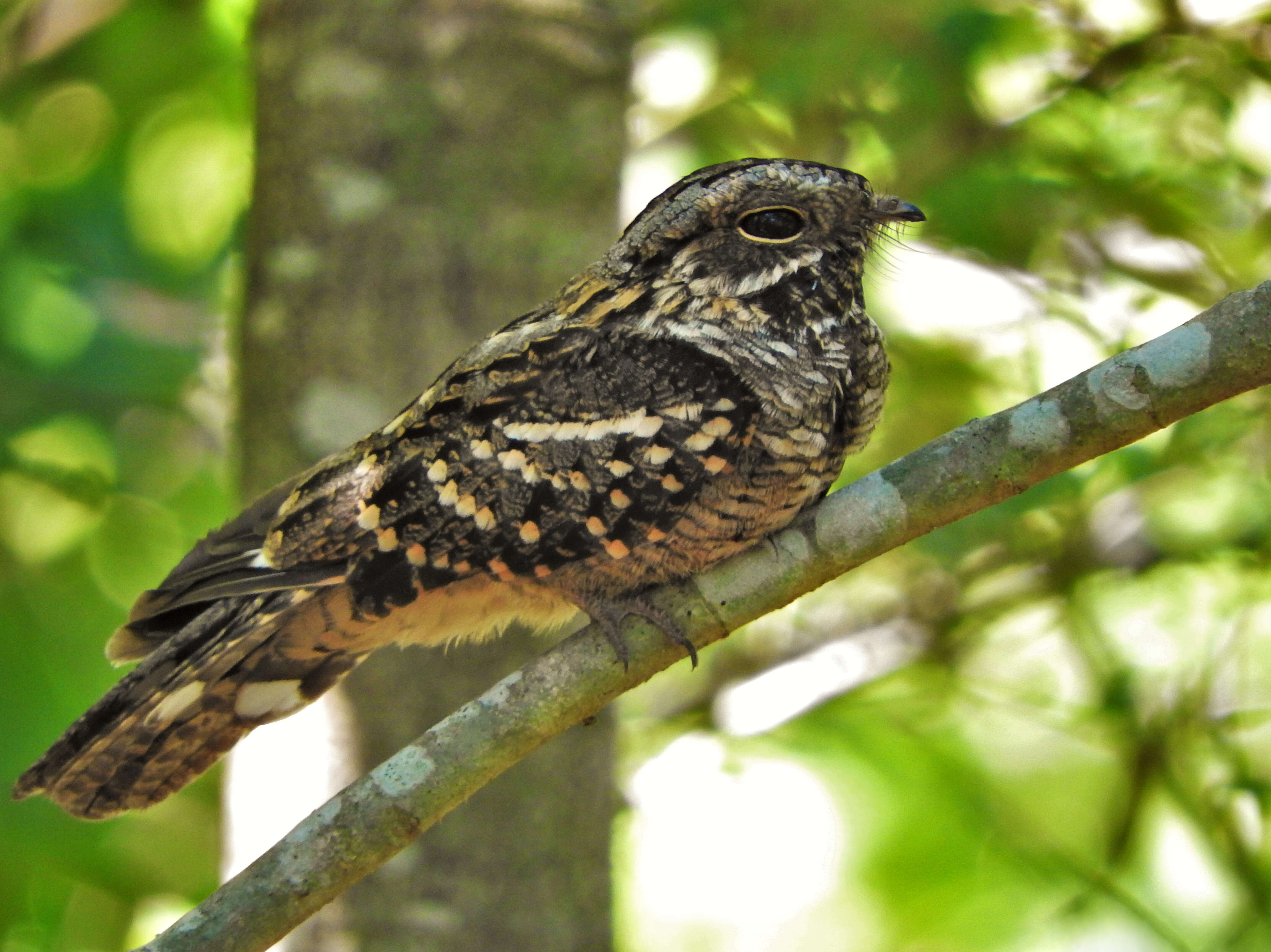 Image of Scissor-tailed Nightjar